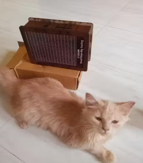 Wooden Moneey Piggy Bank, Moneey Saving Boxx